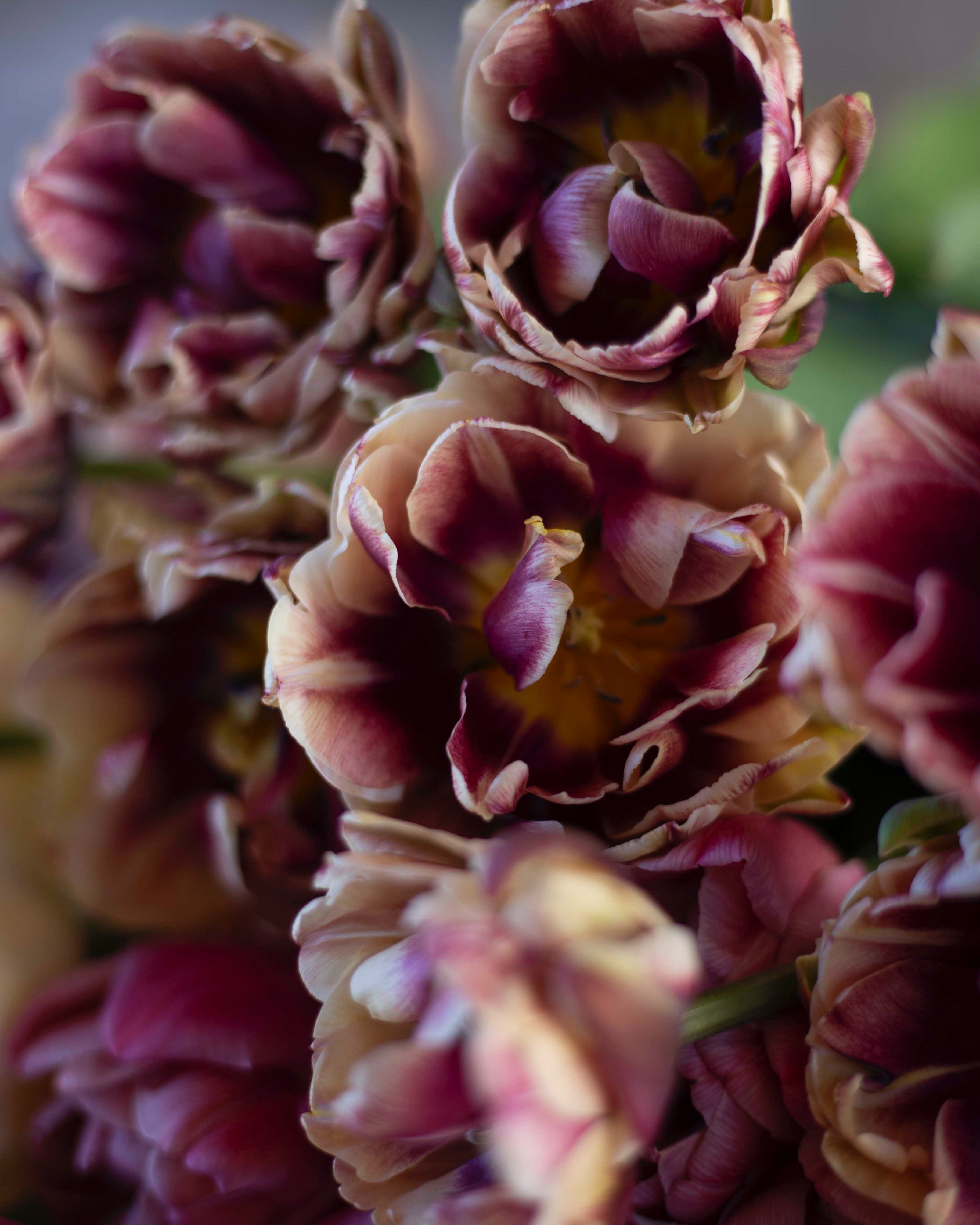 Kerrannainen tulppaani Wyndham