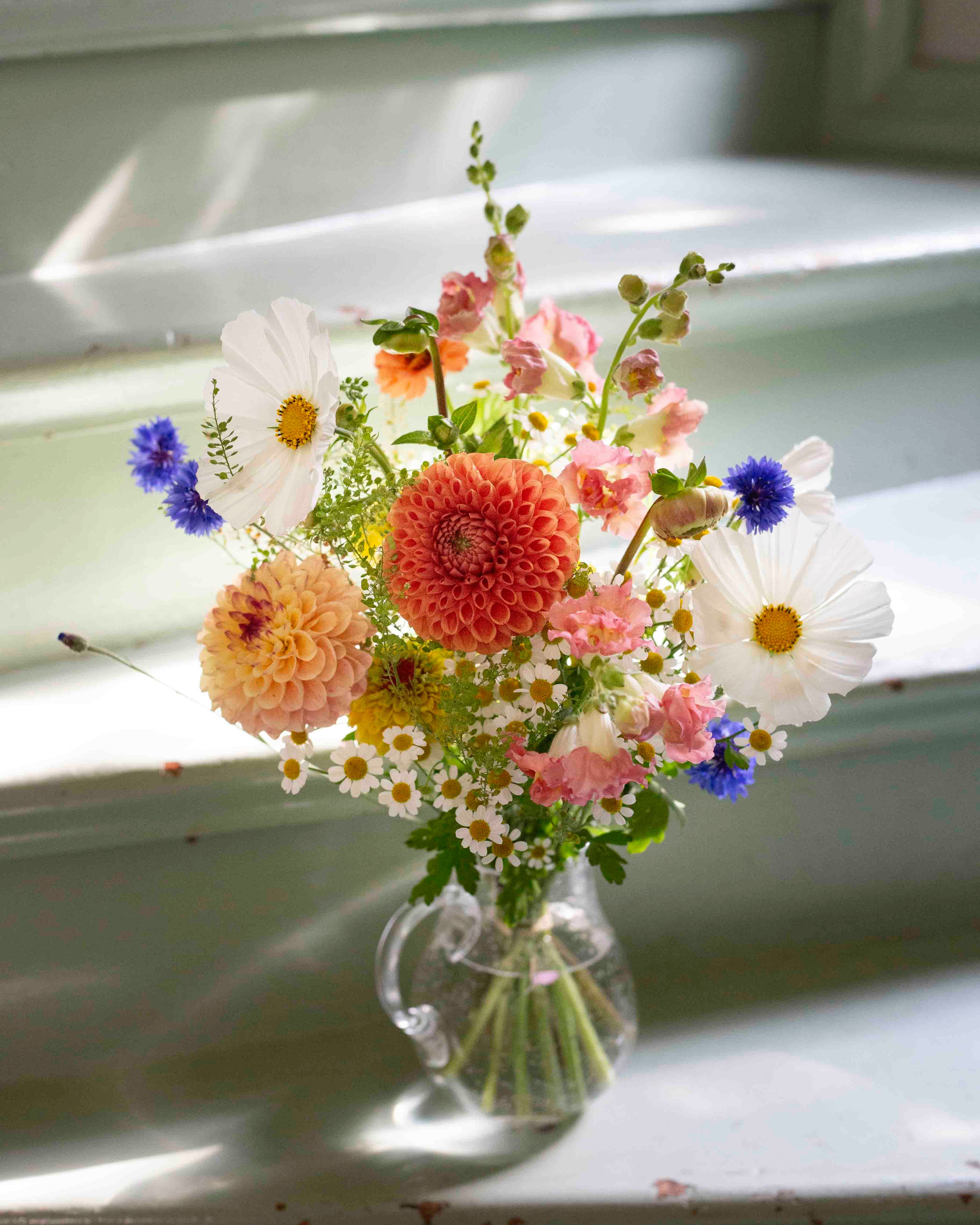 Ruiskaunokki Meadow mix