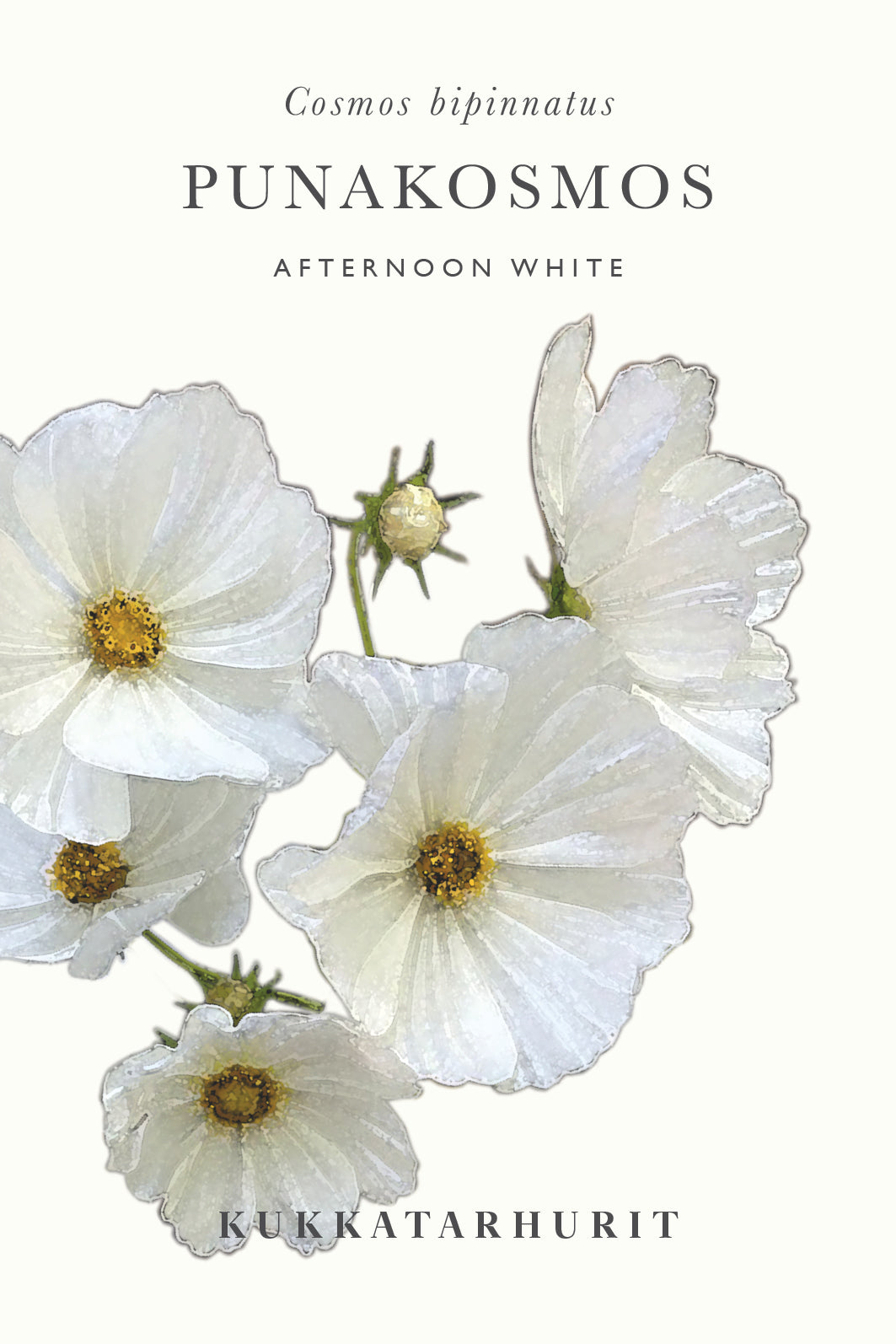 Punakosmos Afternoon White