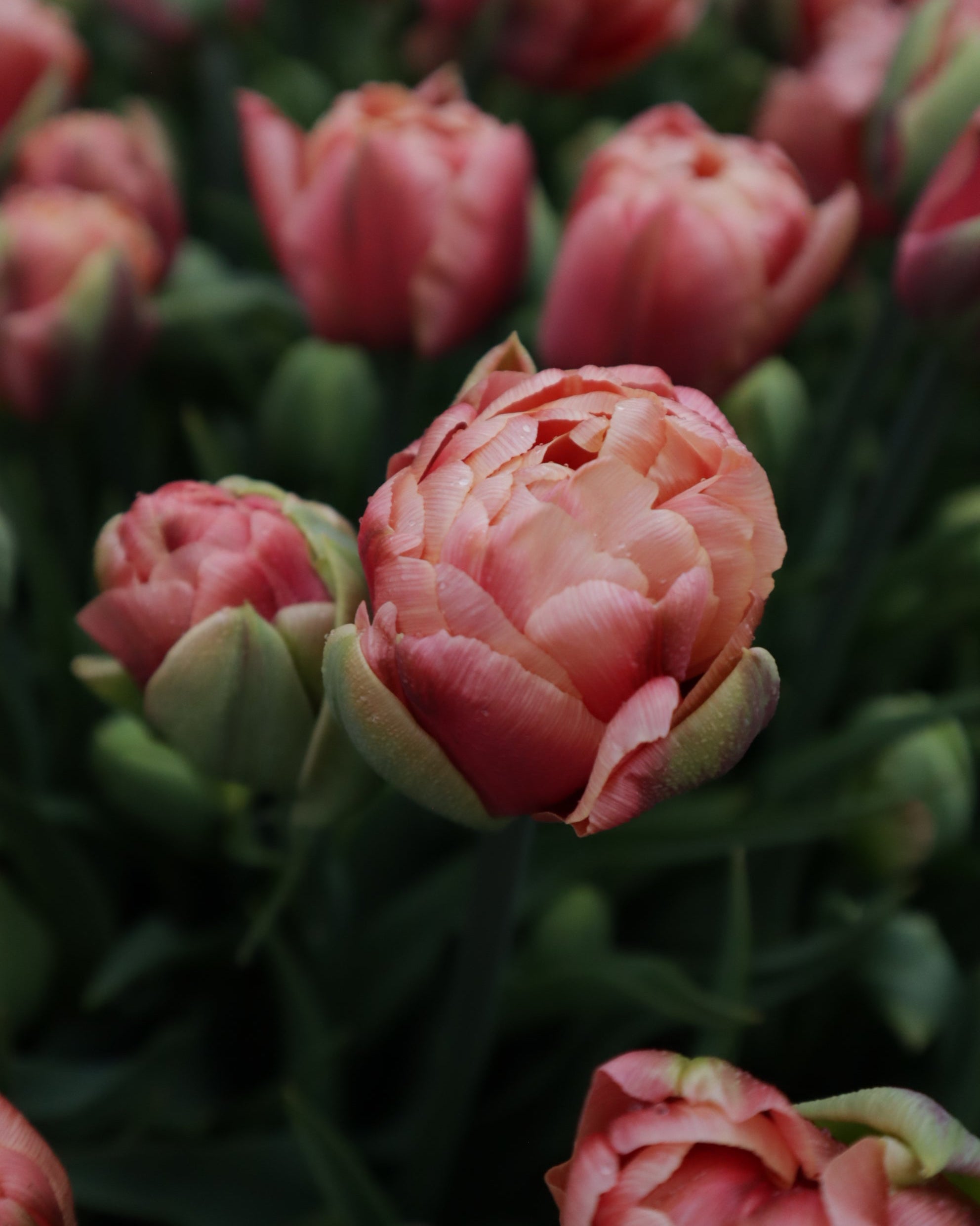 Kerrannainen tulppaani Copper Image