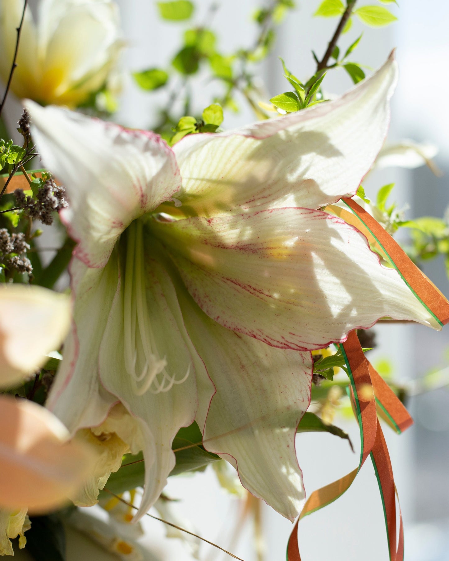 Amaryllis Green Magic®