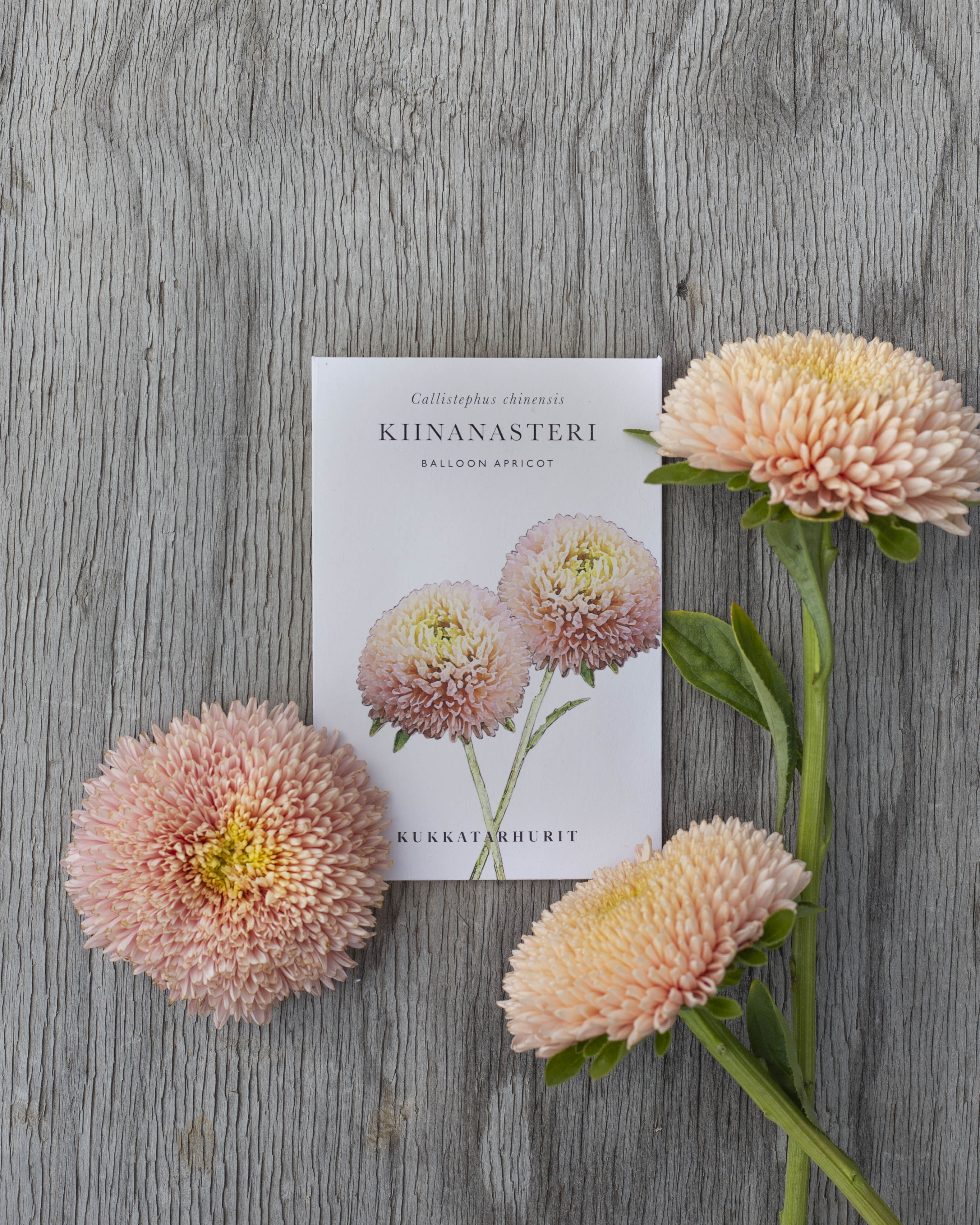 Kiinanasteri Balloon Apricot