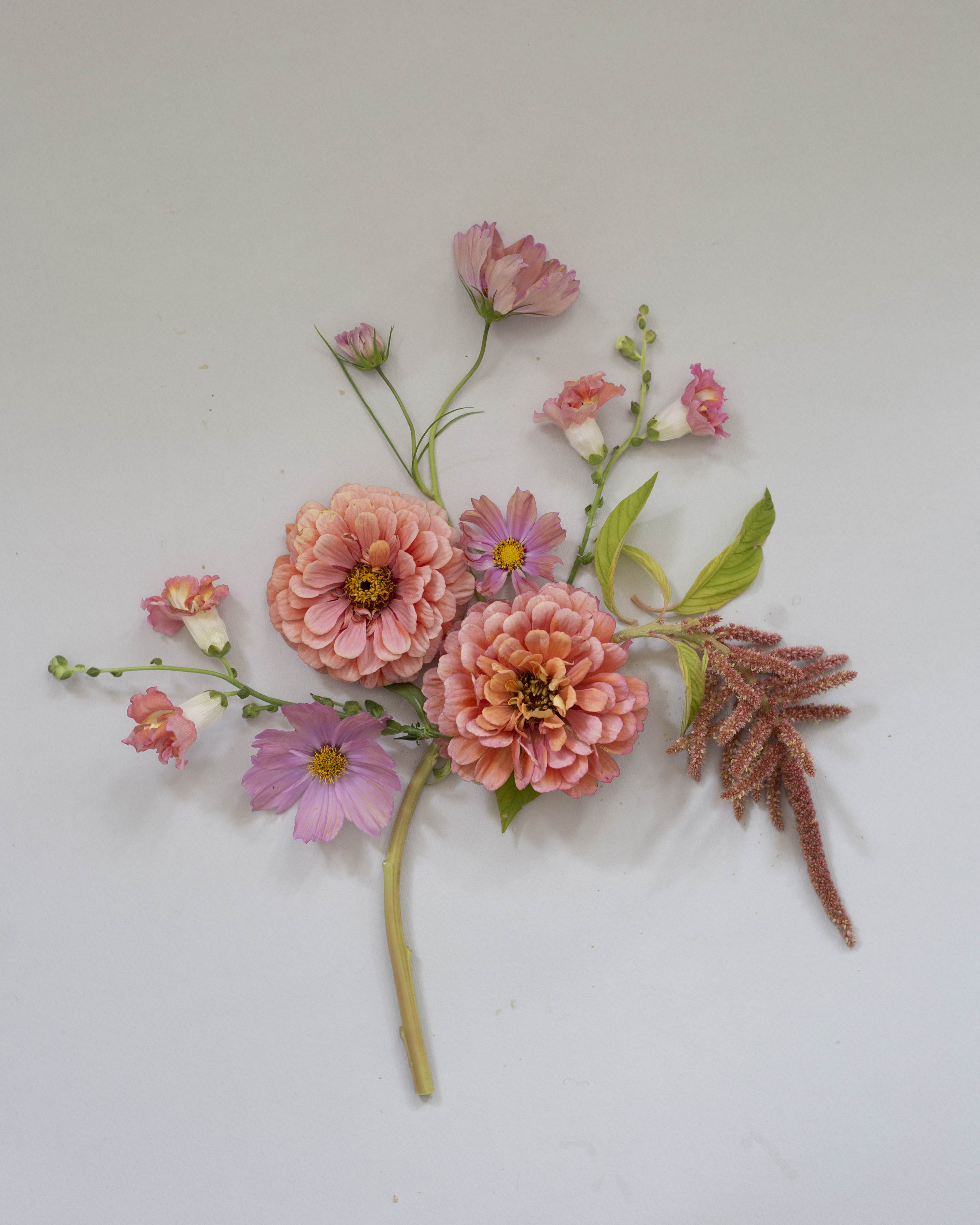 Isotsinnia Benary's Giant Salmon Rose