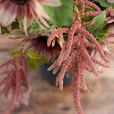 Coral Fountain