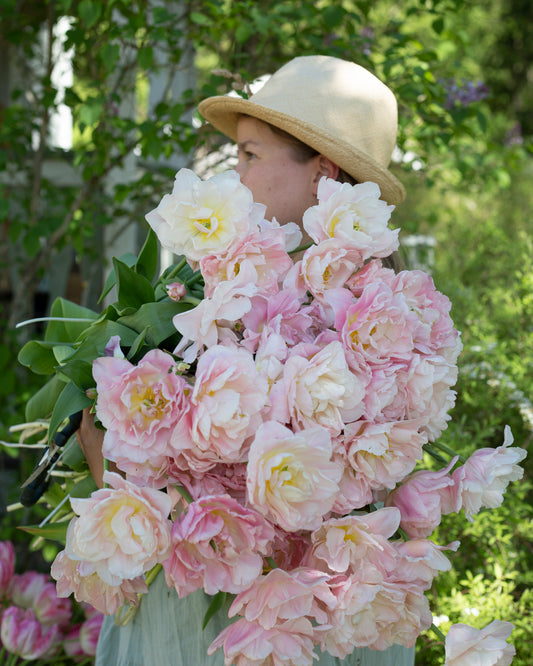 Kerrannainen tulppaani Dreamer