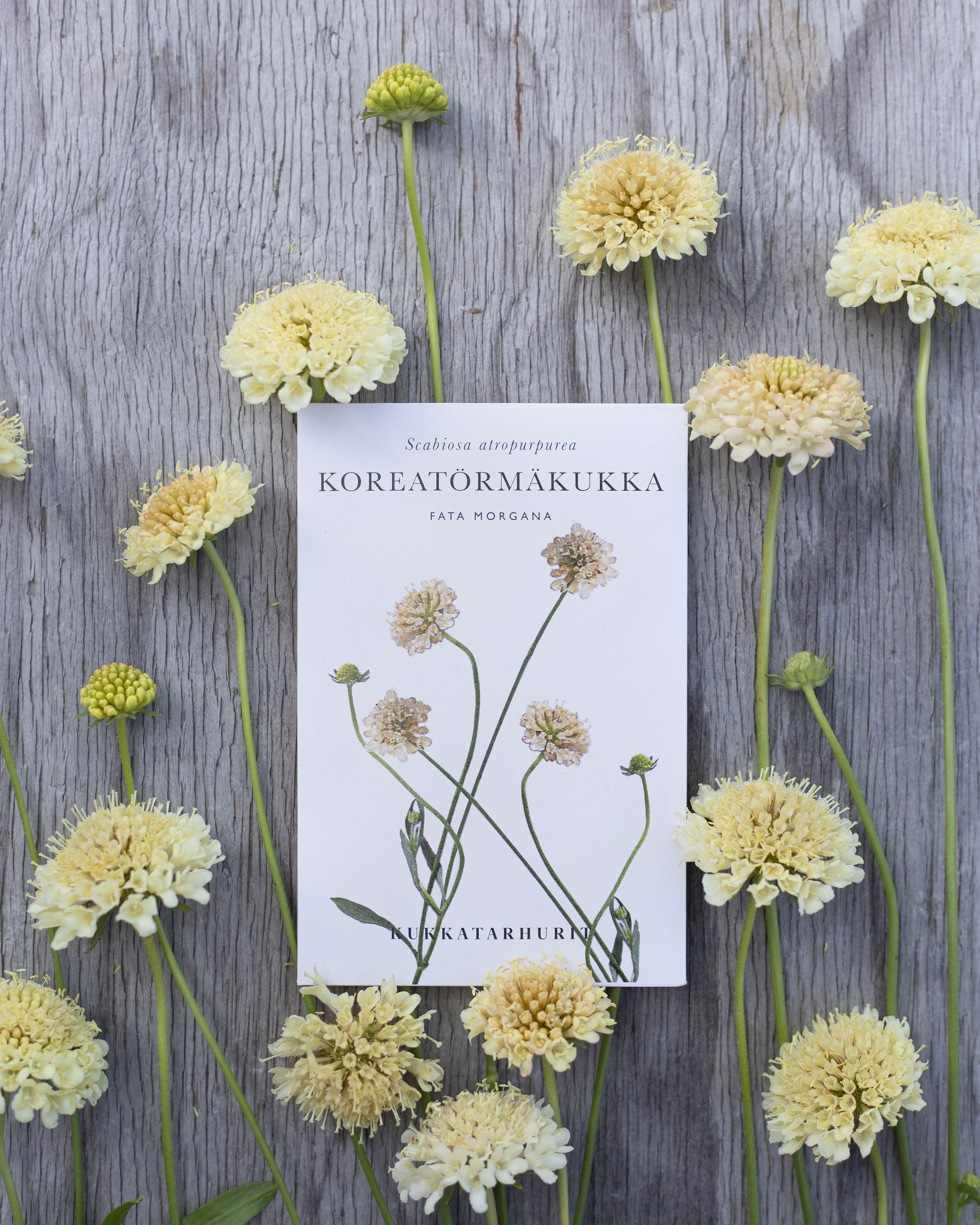Koreatörmäkukka Fata Morgana