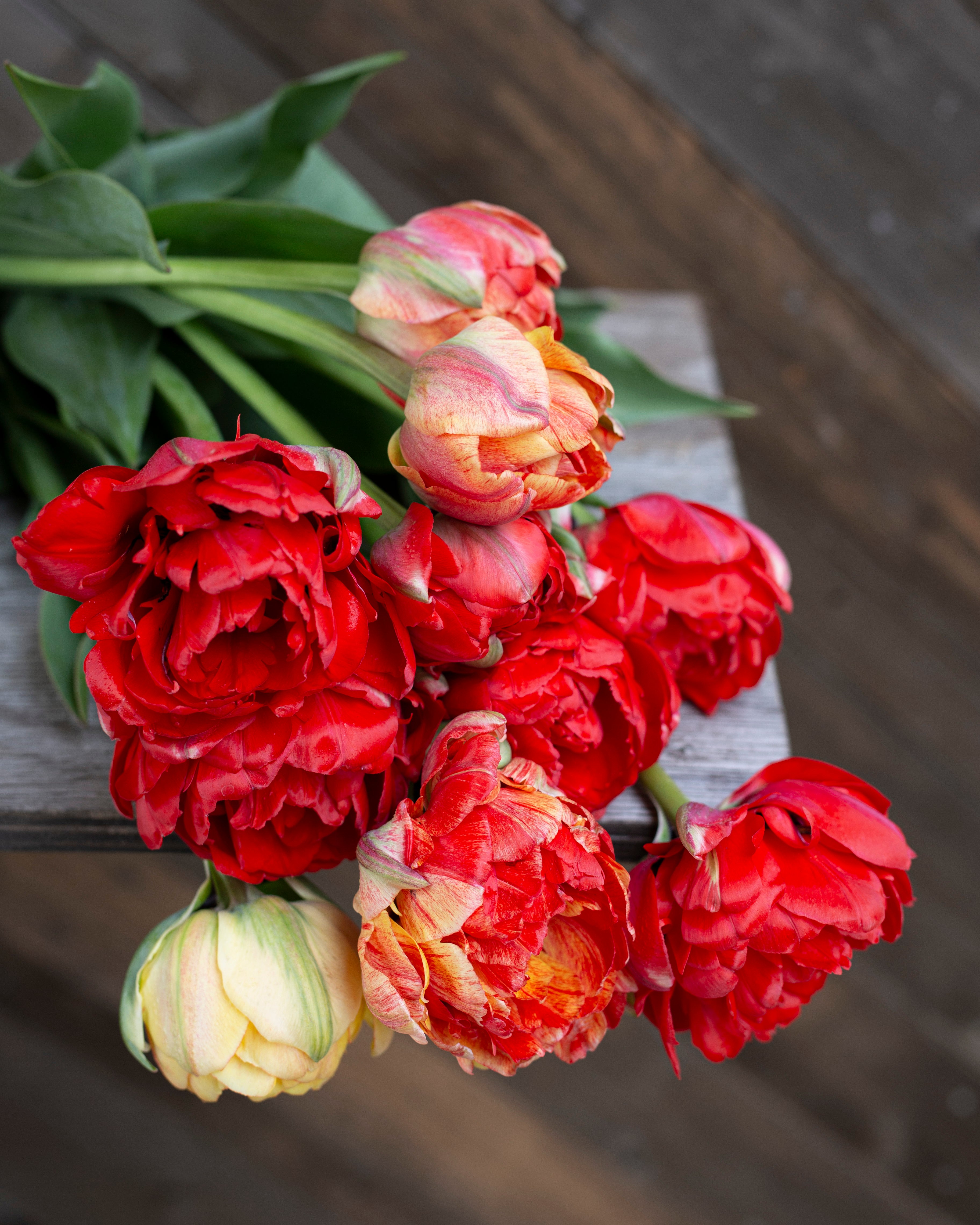 Kerrannainen tulppaani Gudoshnik Double