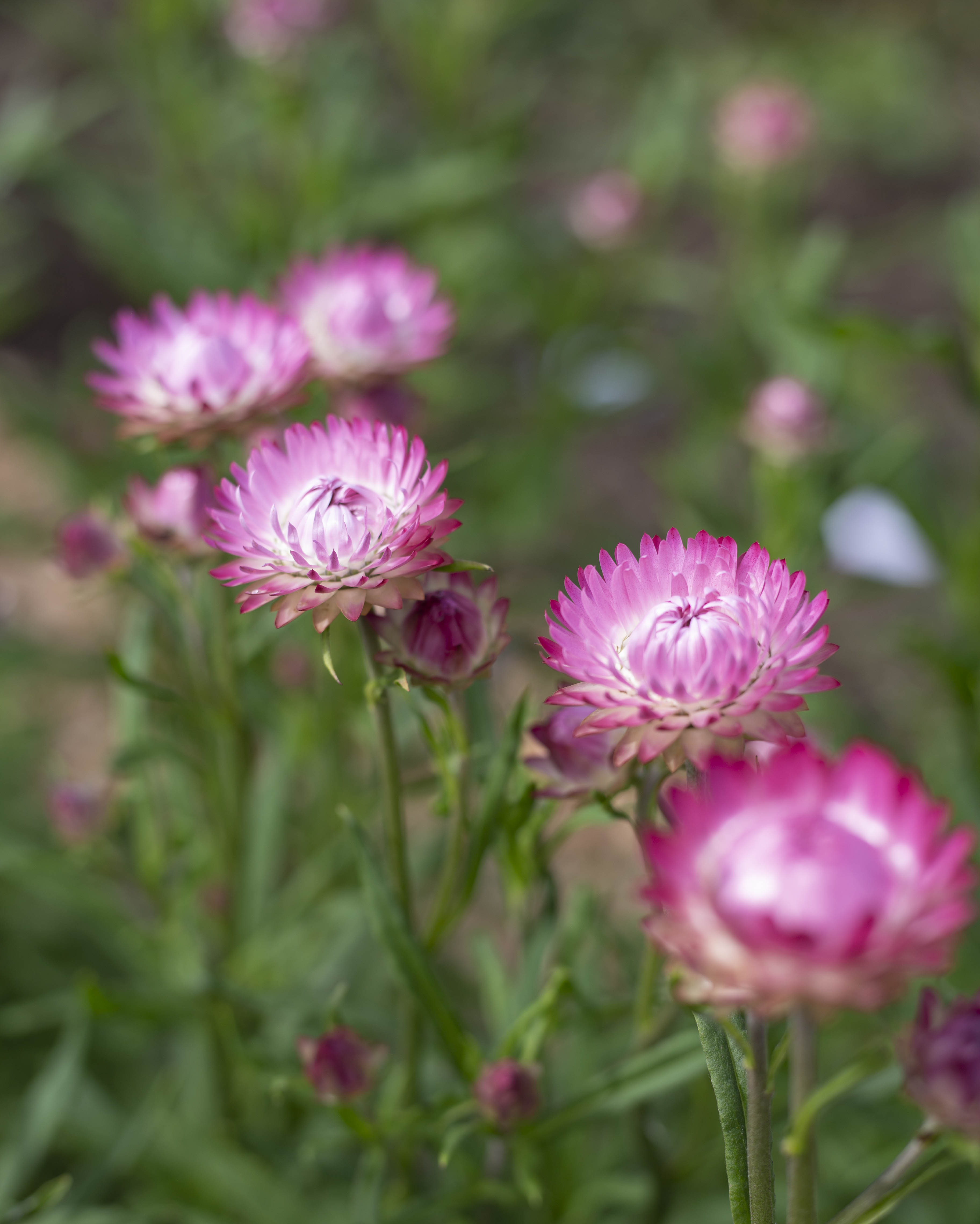 Iso-olkikukka Silvery Rose