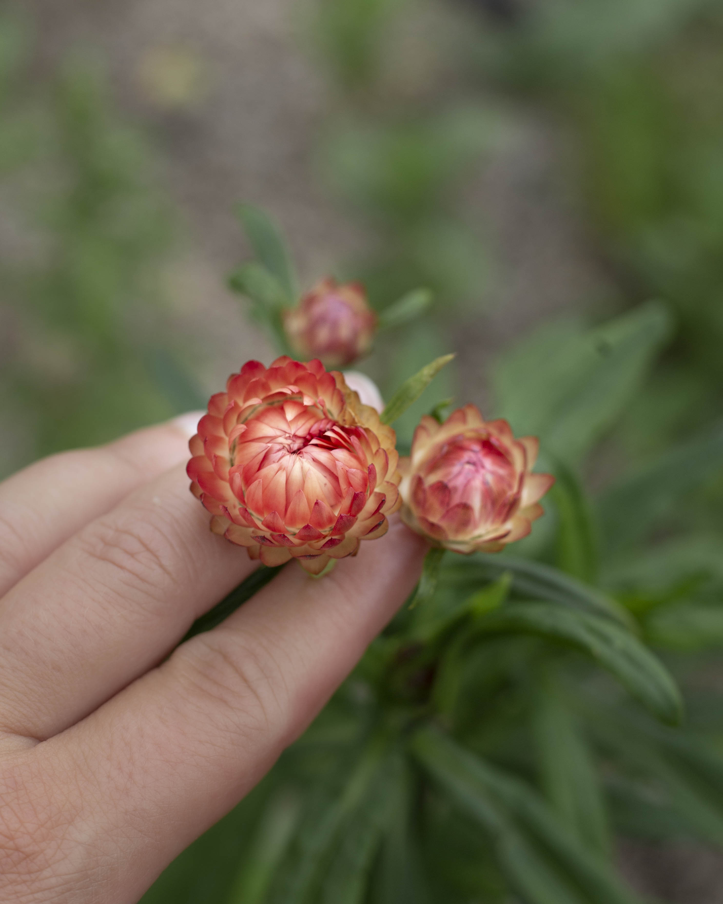 Iso-olkikukka Salmon Rose