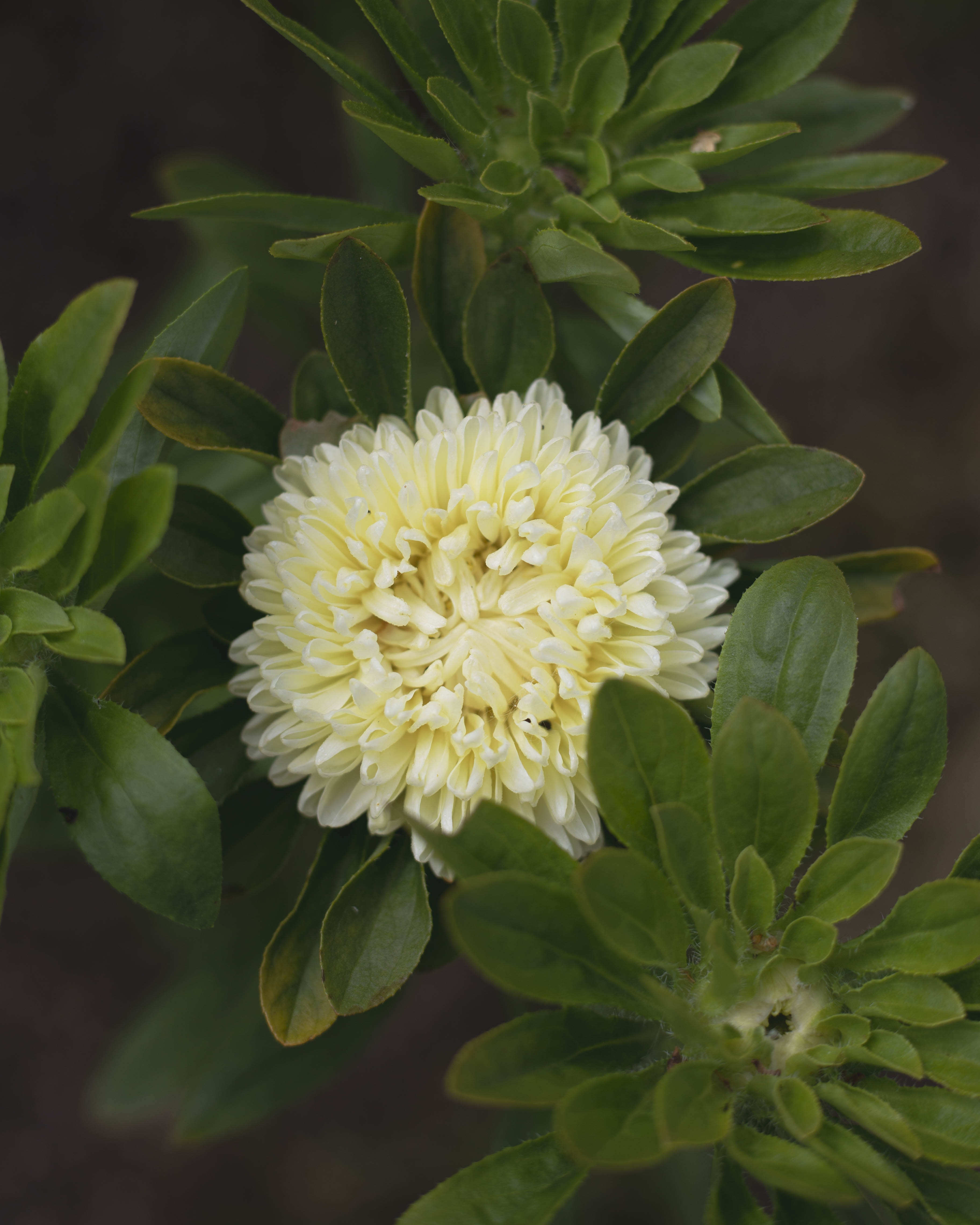 Kiinanasteri Chrisantella Limoncello