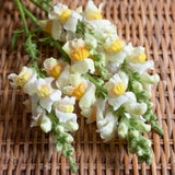 Costa Apricot