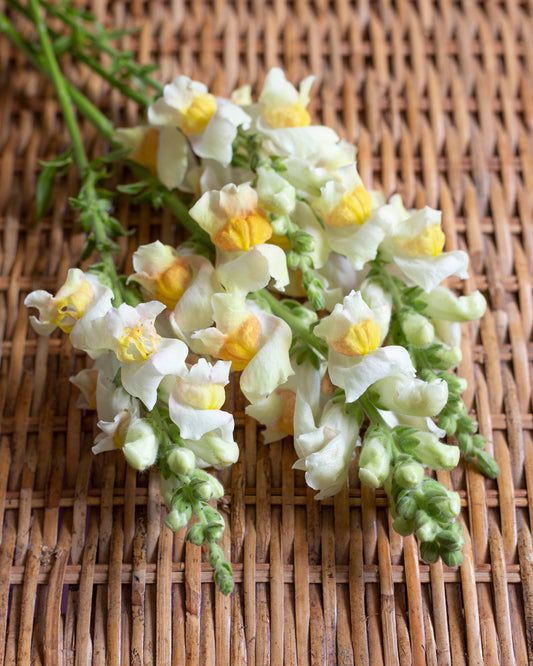 Leijonankita Costa Apricot