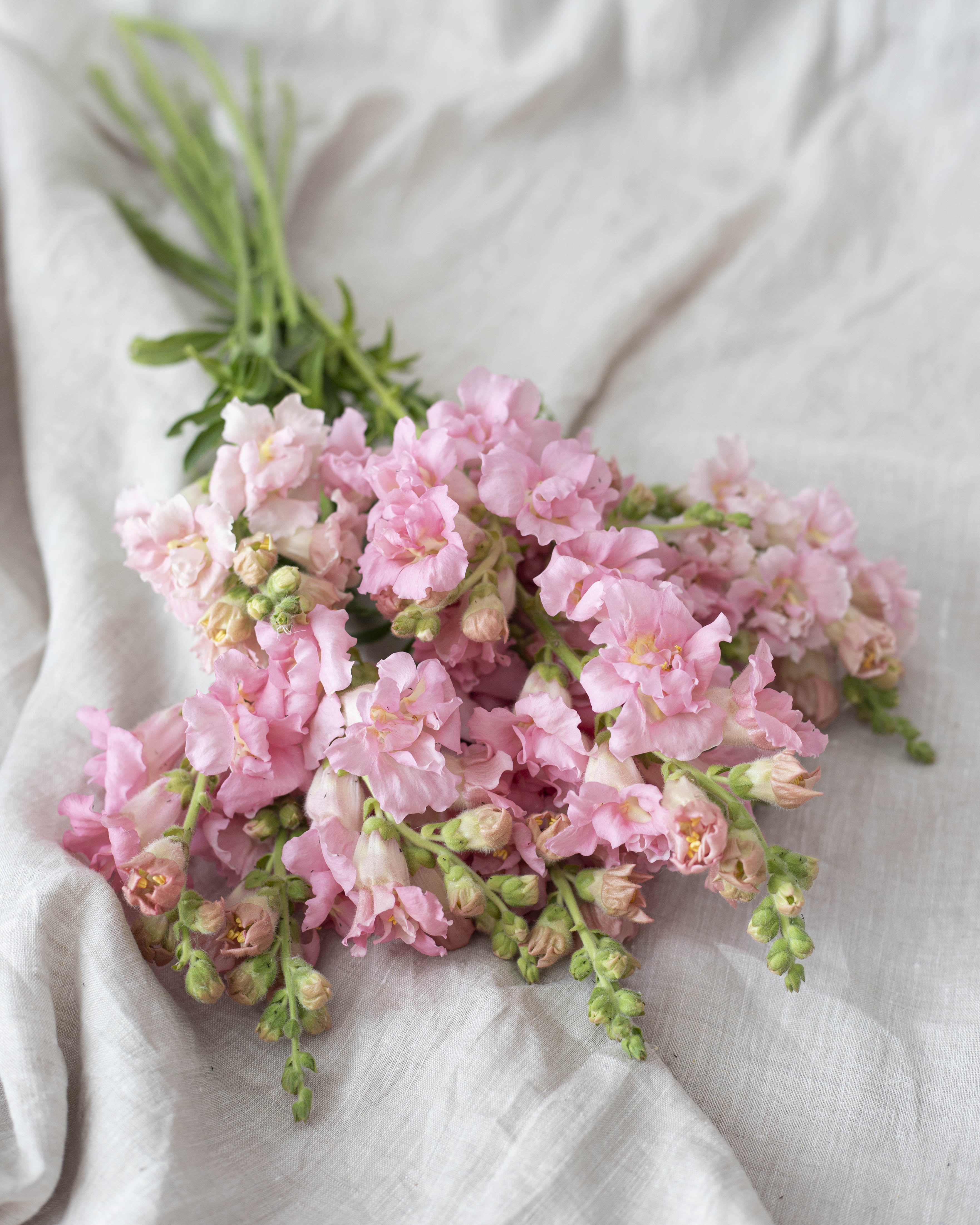 Leijonankita Madame Butterfly Pink