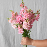Madame Butterfly Pink