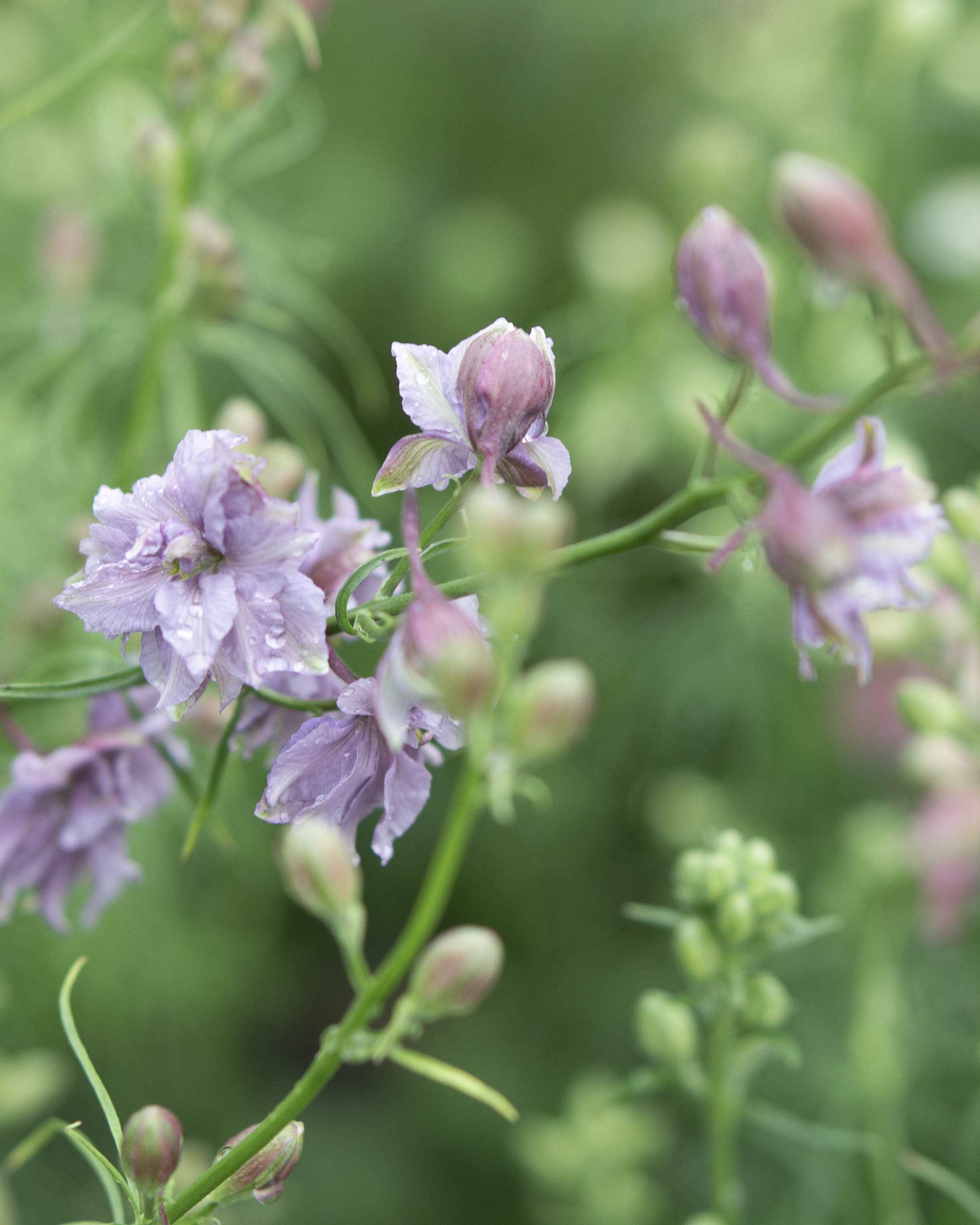Tarhakukonkannus Misty Lavender