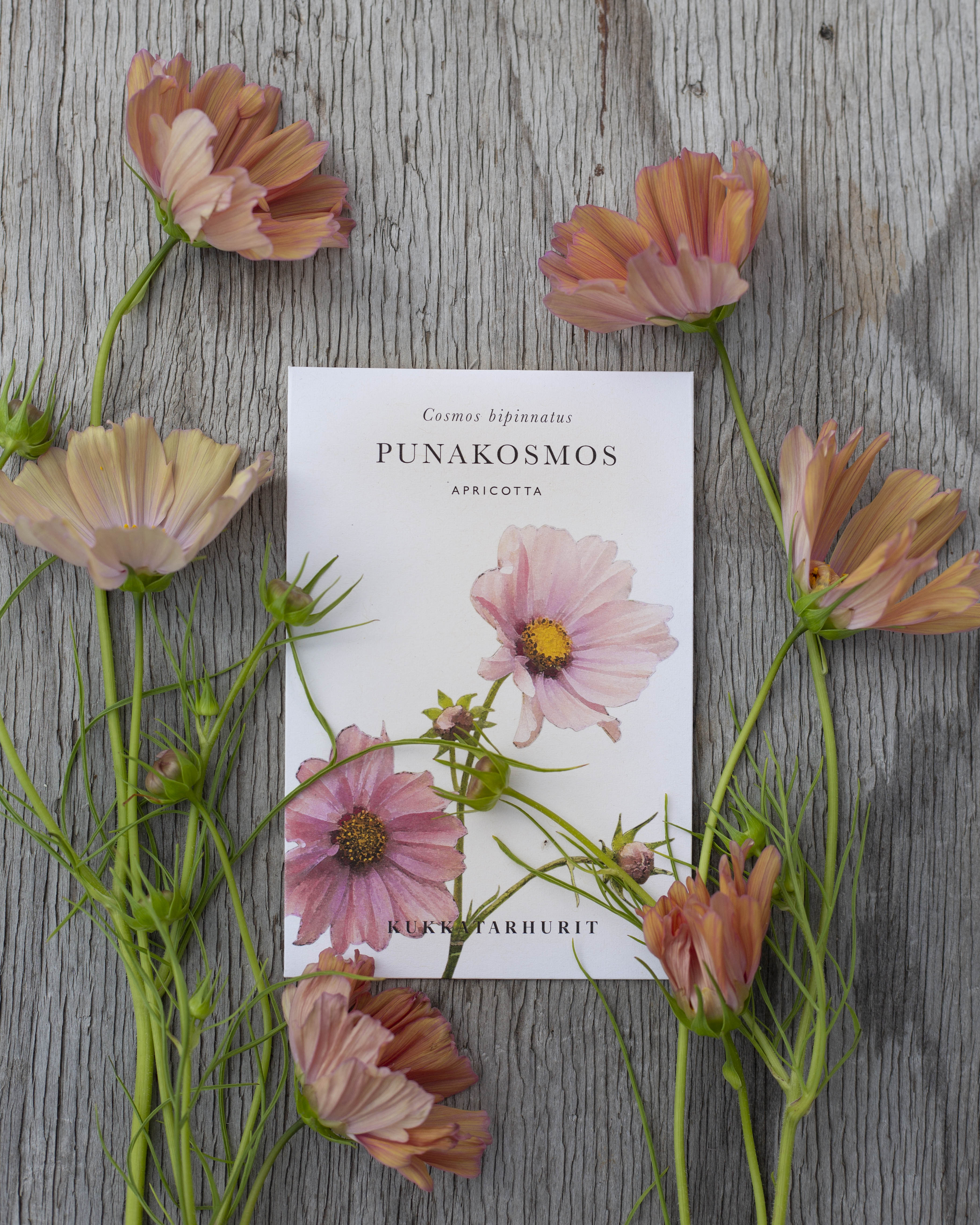 Punakosmos Apricotta