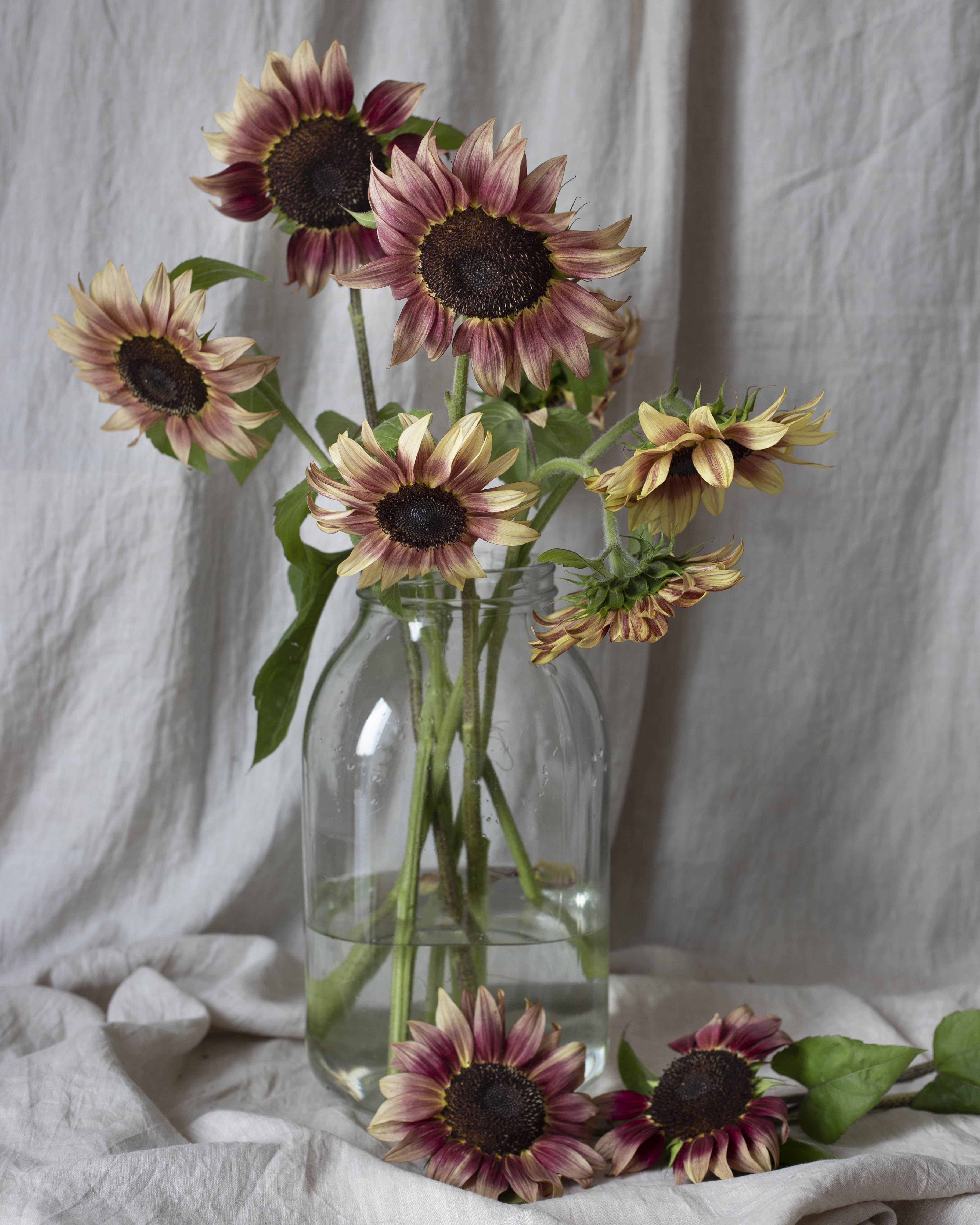Auringonkukka Procut® Plum