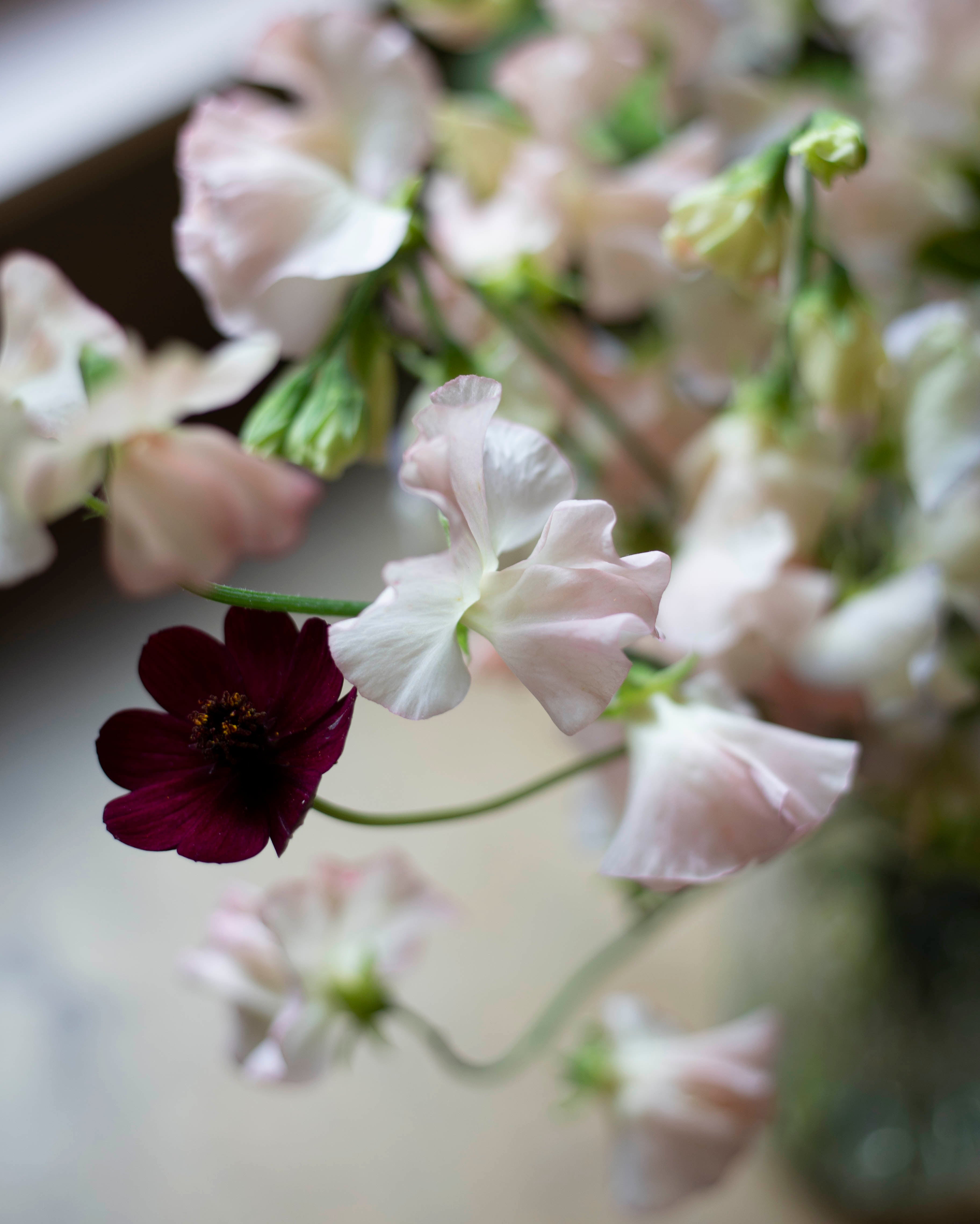 Tuoksuherne Spring Sunshine Champagne