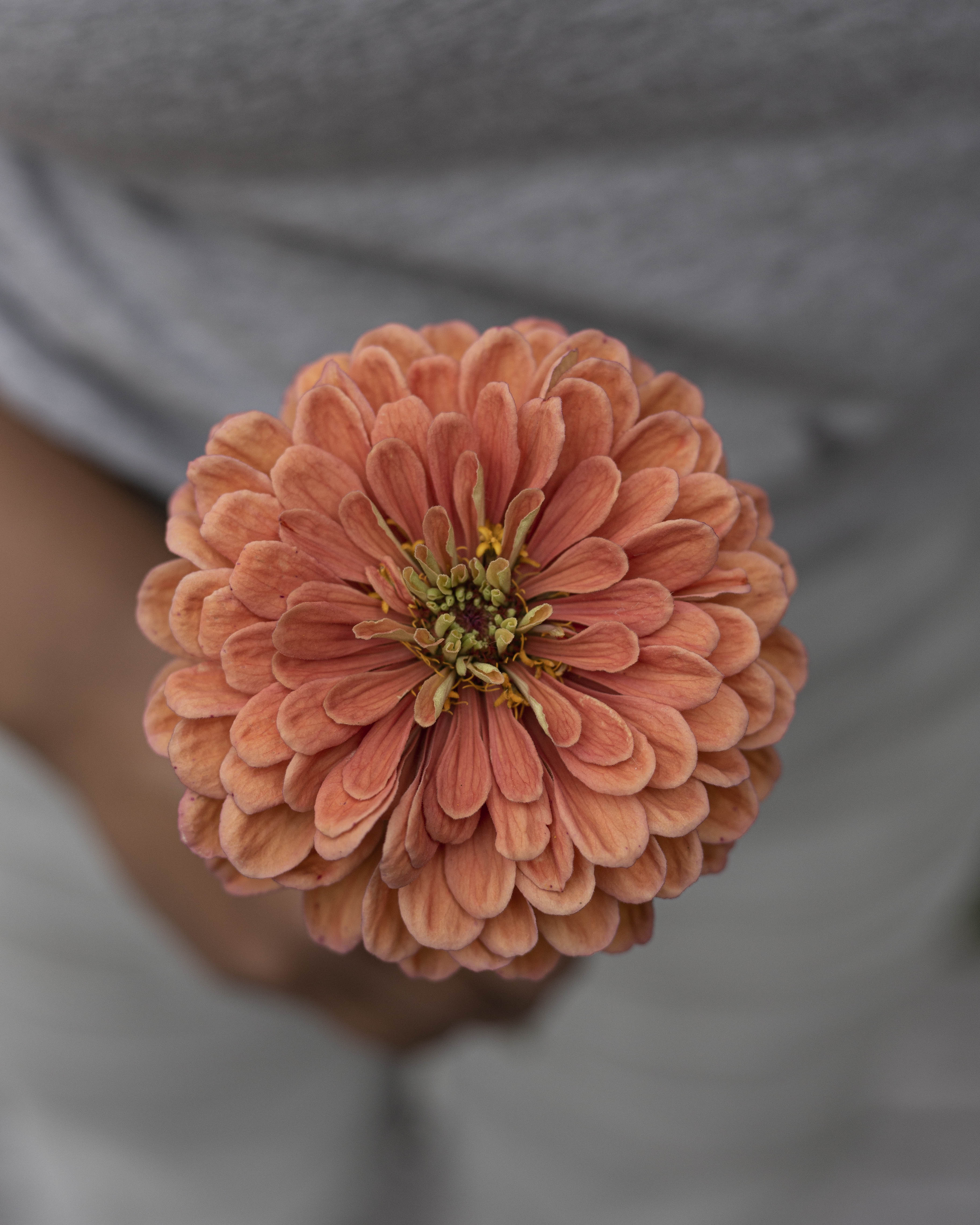 Isotsinnia Benary's Giant Salmon Rose