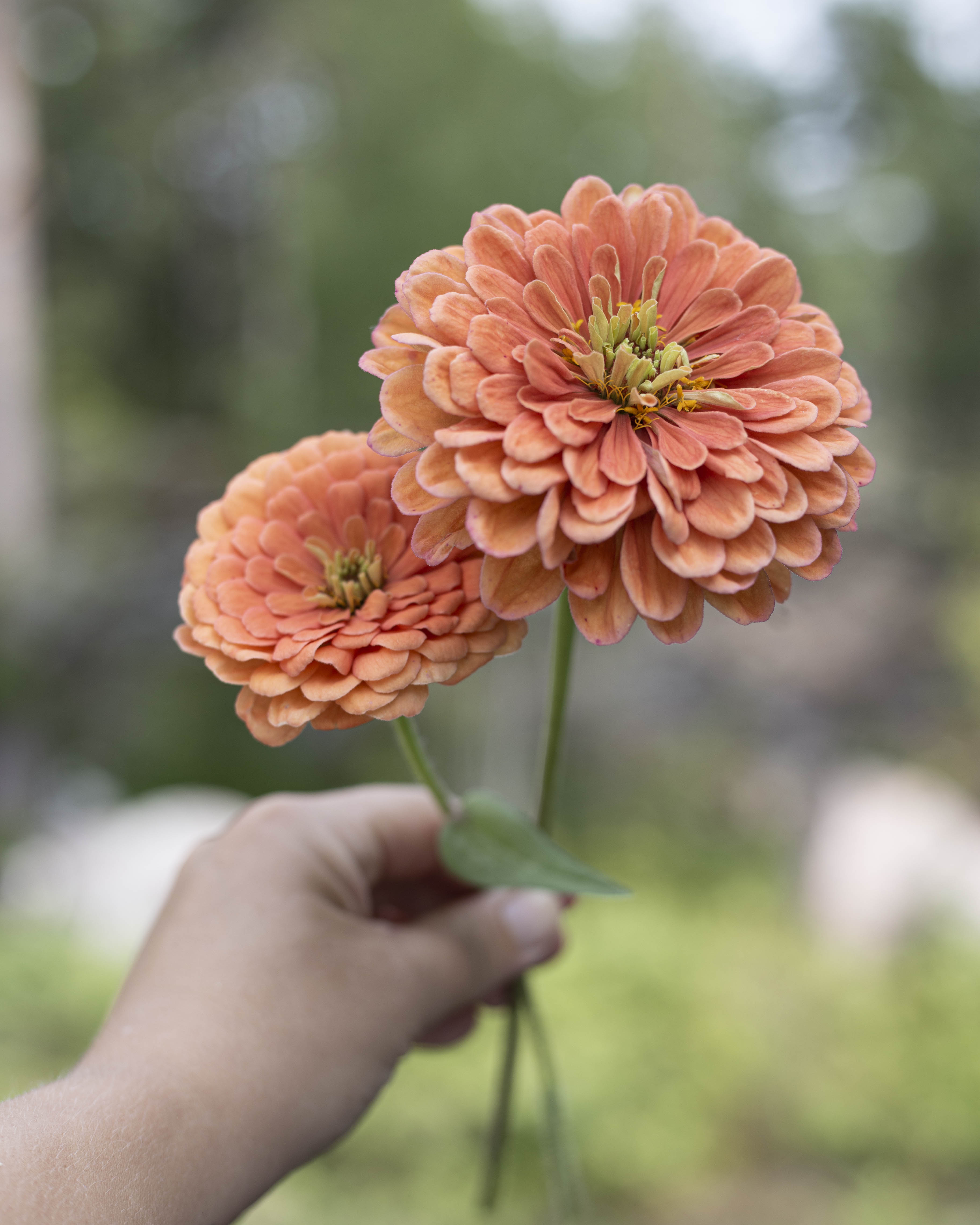 Isotsinnia Benary's Giant Salmon Rose