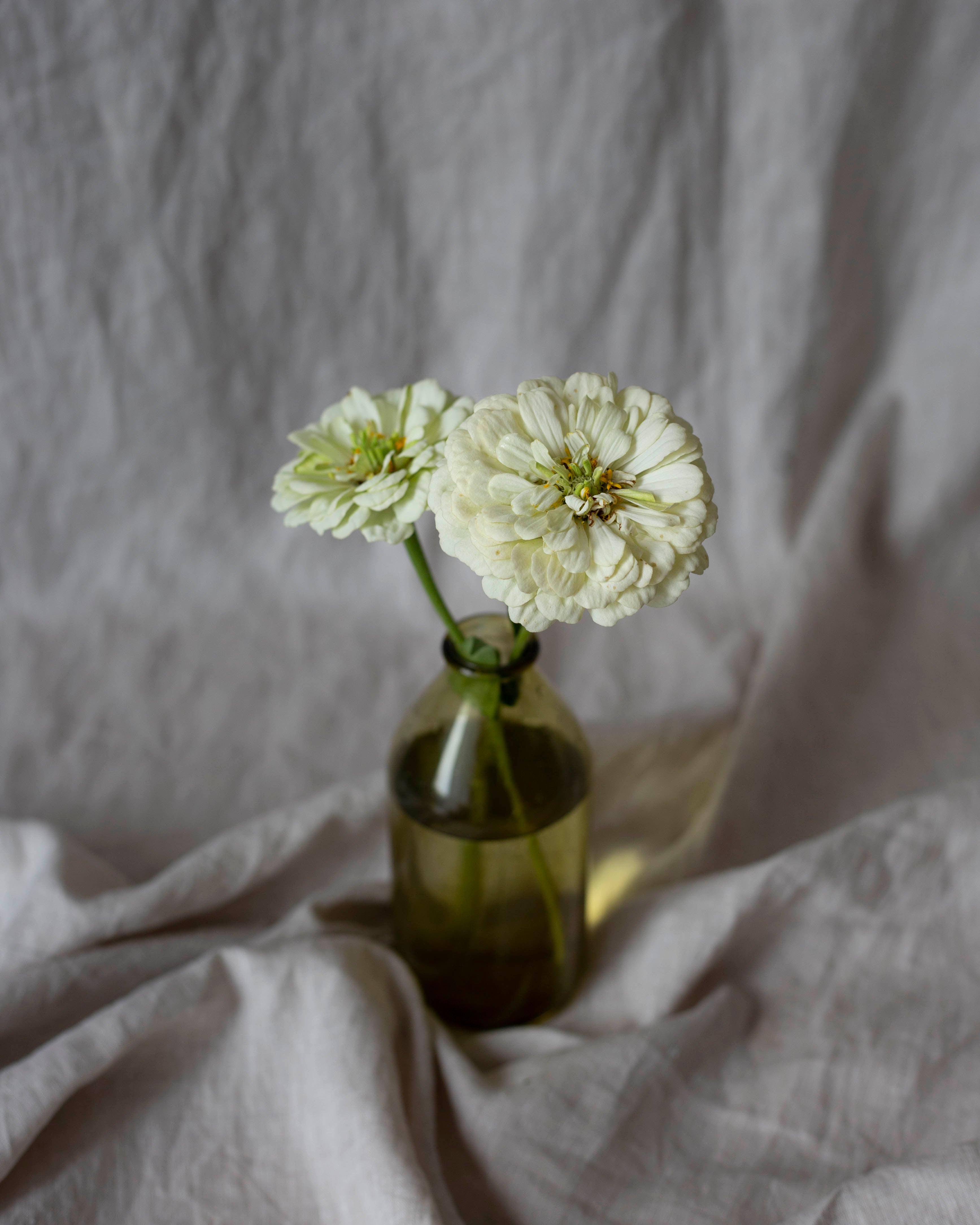 Isotsinnia Benary's Giant White