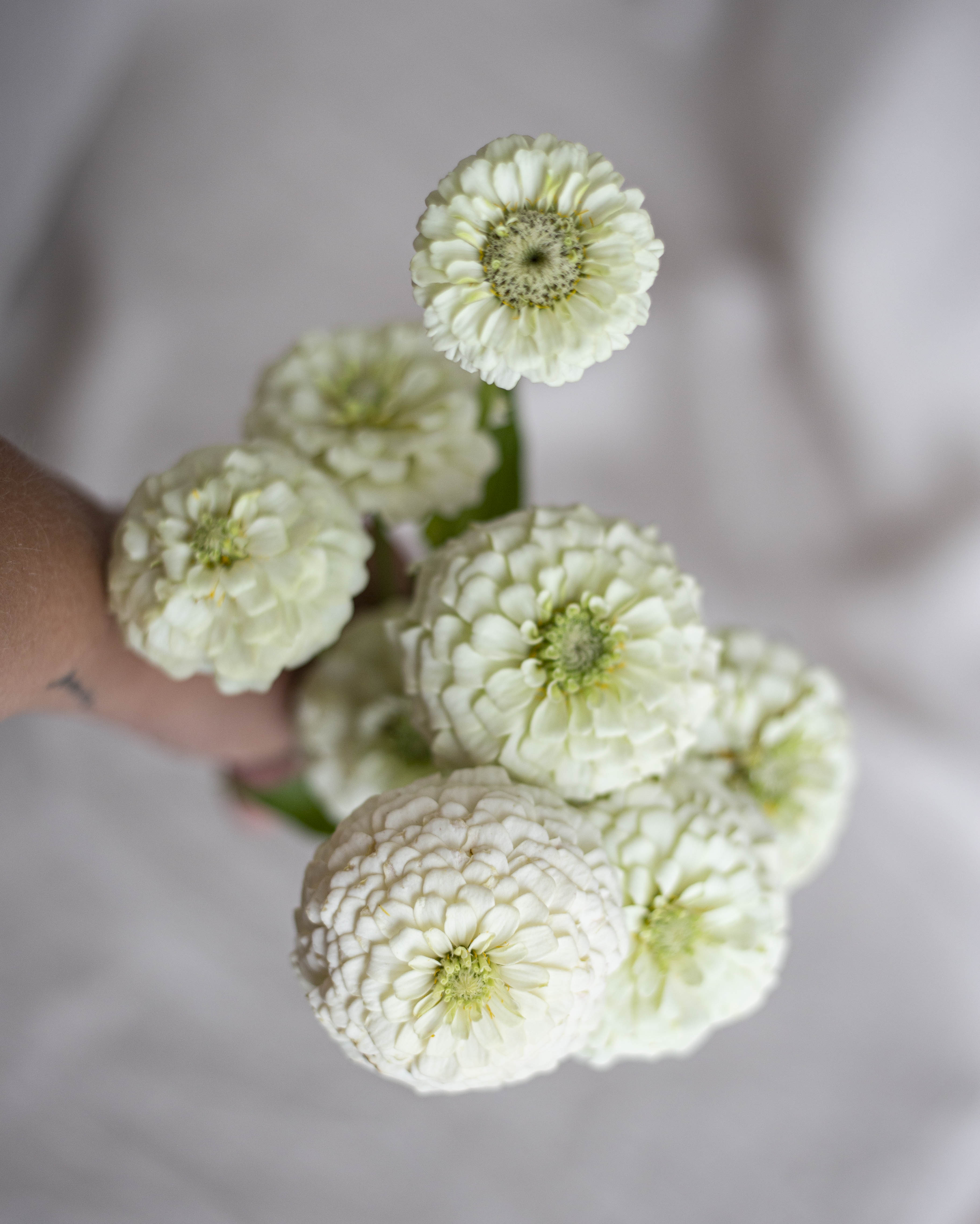 Isotsinnia Oklahoma White