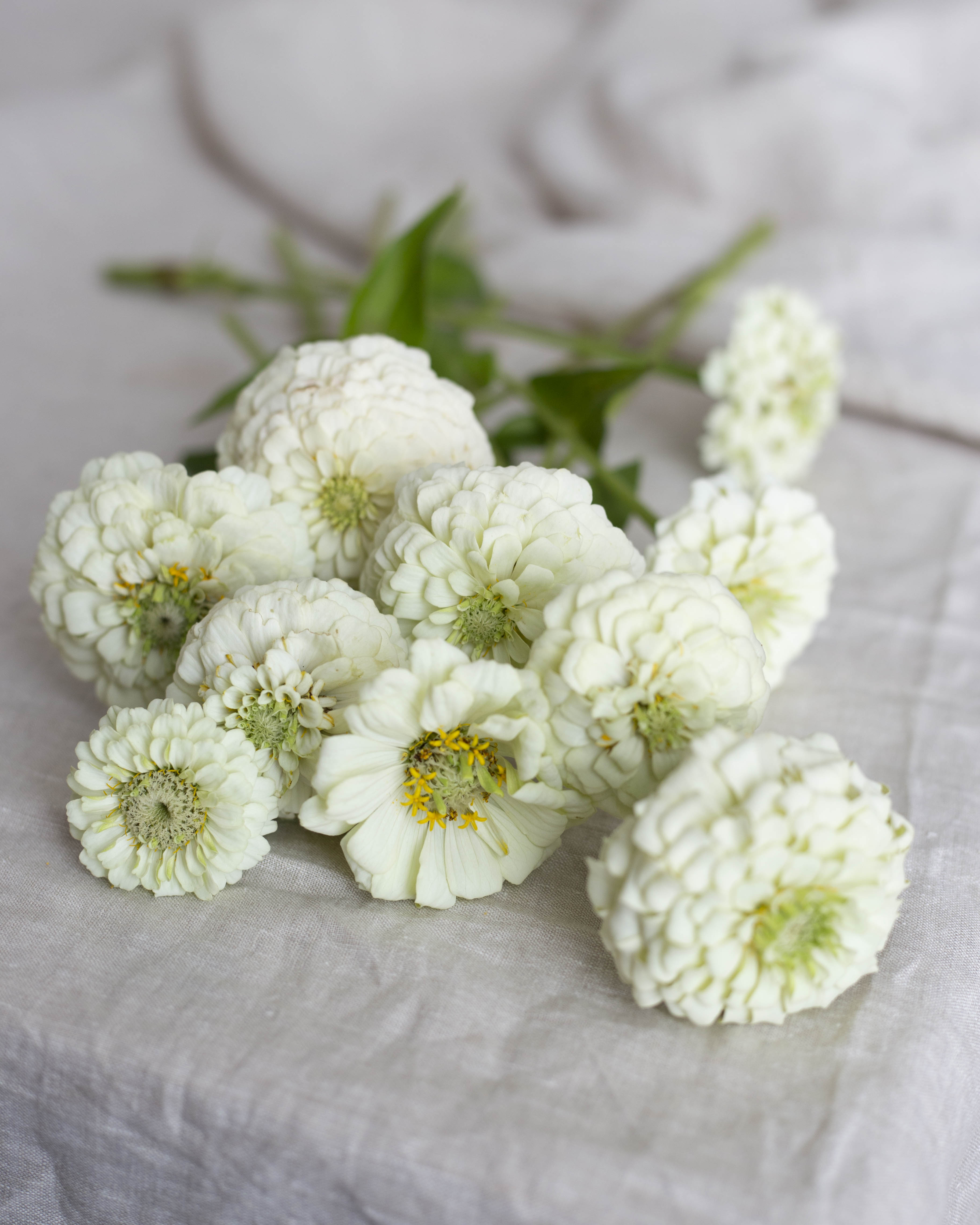 Isotsinnia Oklahoma White