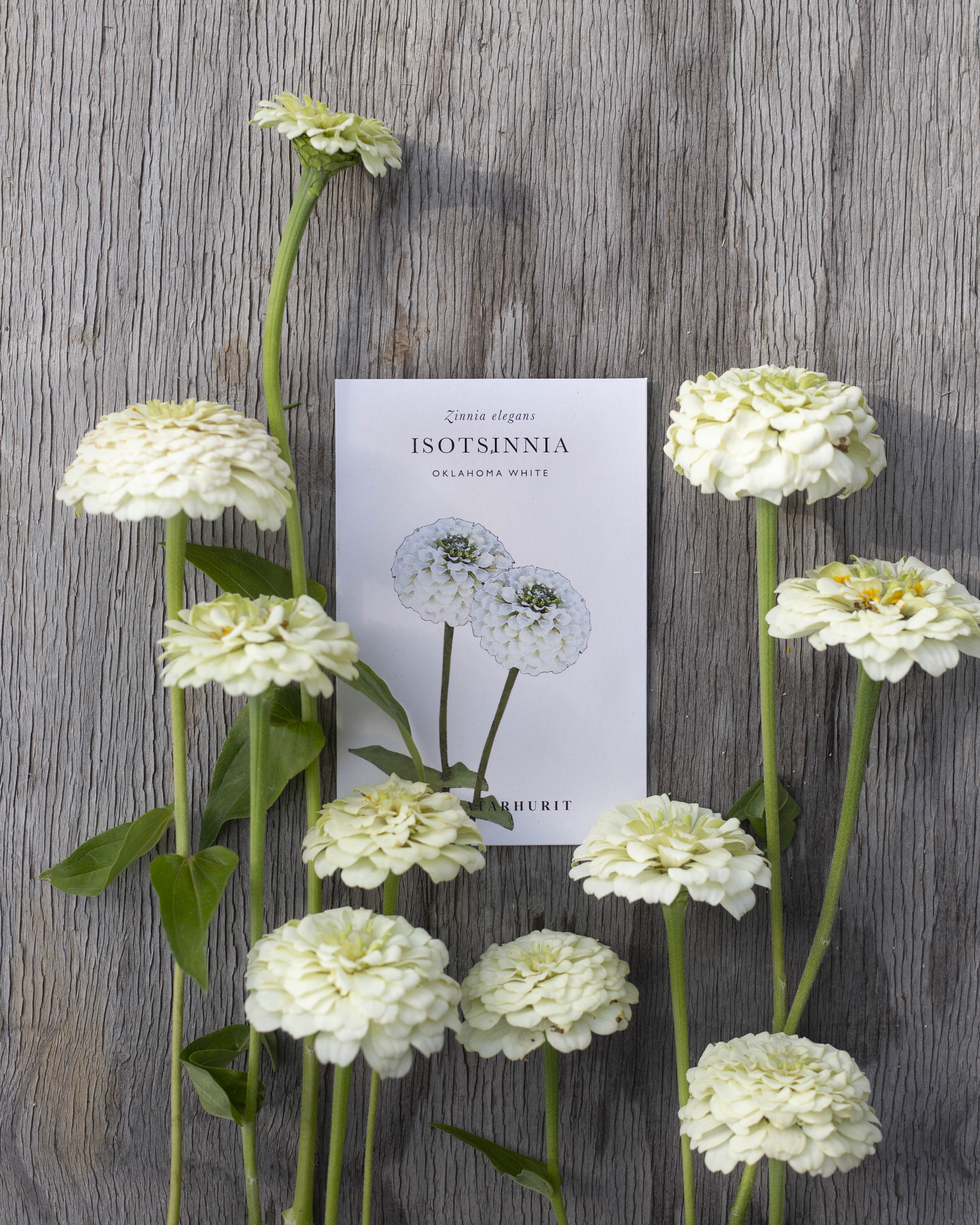 Isotsinnia Oklahoma White