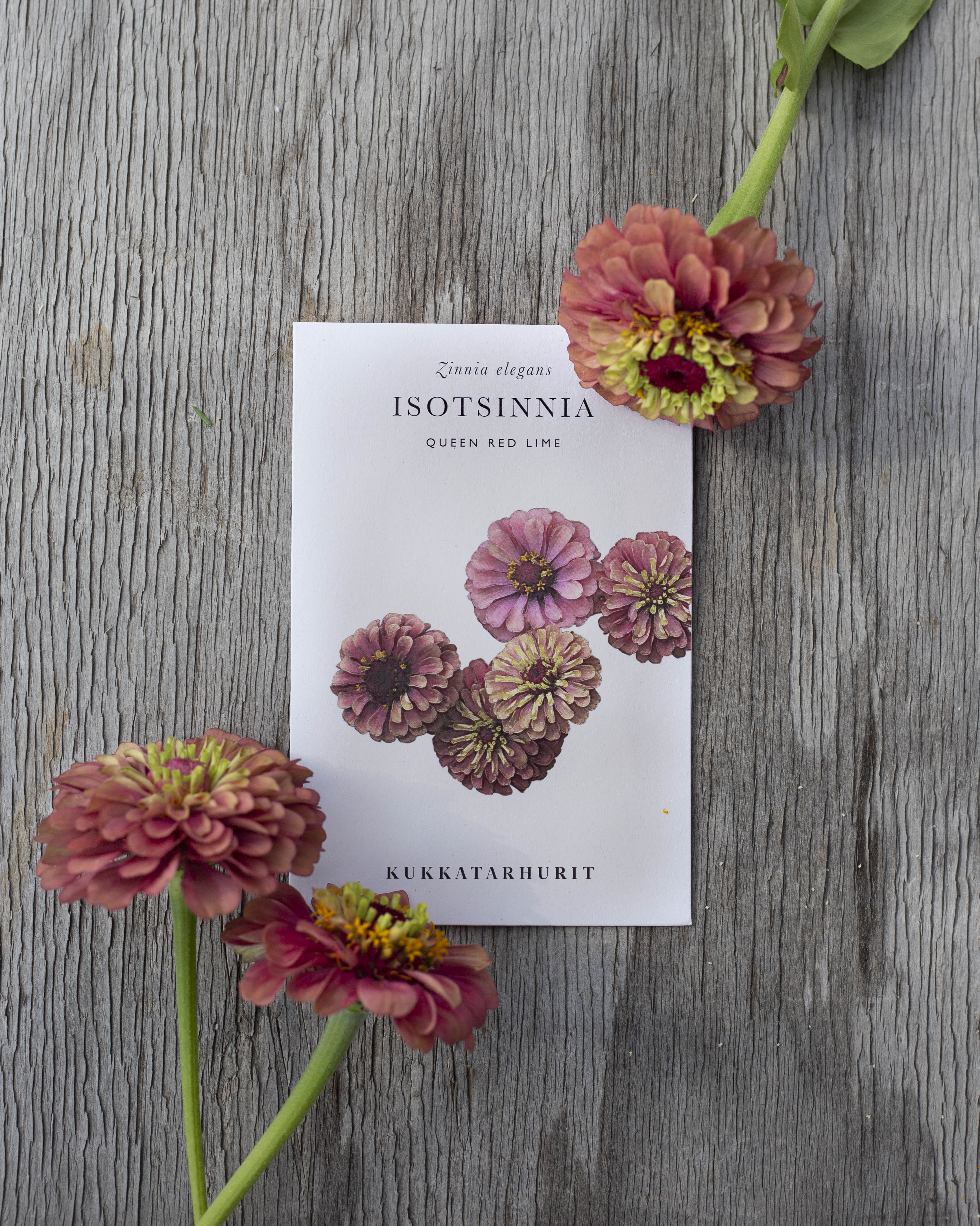 Isotsinnia Queen Red Lime